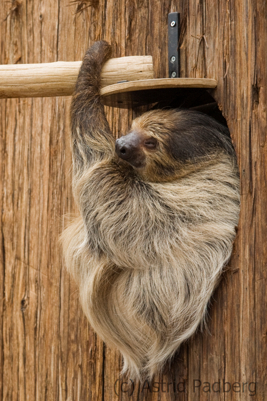 Two-toed sloth, Dortmund Zoo