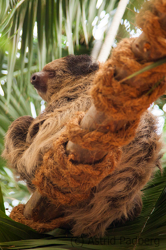 Two-toed sloth, Wuppertal Zoo