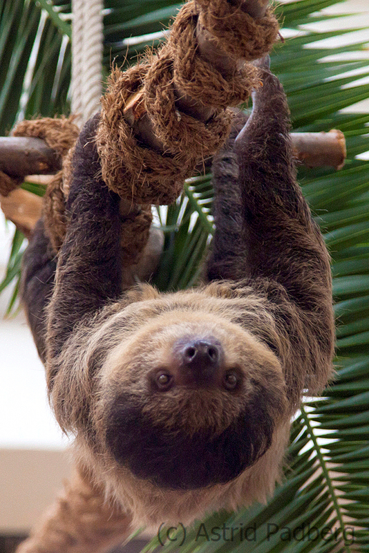 Two-toed sloth, Wuppertal Zoo