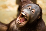 Orang Utan, Krefeld Zoo