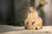 Prairie dog, Emmen Zoo