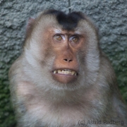 Dschelada, Osnabrück Zoo