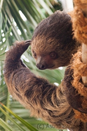 Two-toed sloth, Wuppertal Zoo