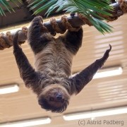 Two-toed sloth, Wuppertal Zoo