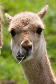 Tierpark Gossau (CH)