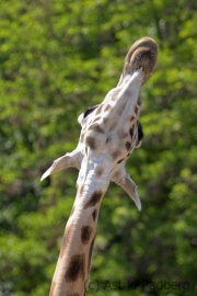 Rothschild's giraffe, Zoom Gelsenkirchen