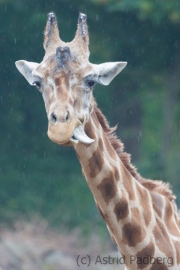 Reticulated giraffe, Osnabrück Zoo