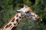 Rothschild's giraffe, Zoom Gelsenkirchen