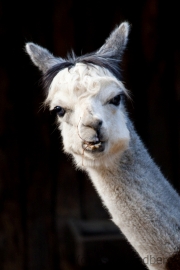 Alpaca, Krefeld Zoo