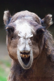 Bactrian camel, Osnabrück Zoo