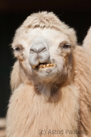 Bactrian camel, Zoom Gelsenkirchen