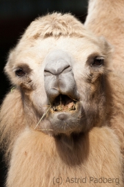 Bactrian camel, Zoom Gelsenkirchen