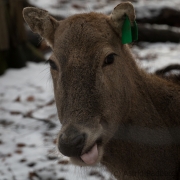 Milu, Wuppertal Zoo
