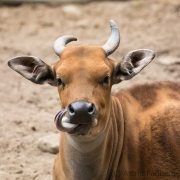 Banteng, Breslau Zoo (PL)