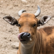 Banteng, Breslau Zoo (PL)