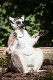 Lemur catta, Pairi Daisa (B)