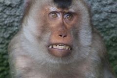 Dschelada, Osnabrück Zoo