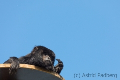 black howler monkey, Pairi Daisa (B)