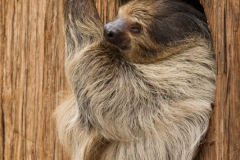 Two-toed sloth, Dortmund Zoo
