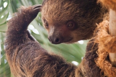 Two-toed sloth, Wuppertal Zoo