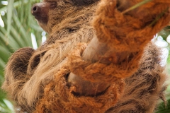 Two-toed sloth, Wuppertal Zoo