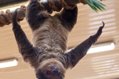 Two-toed sloth, Wuppertal Zoo