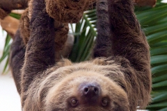 Two-toed sloth, Wuppertal Zoo