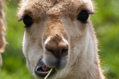 Tierpark Gossau (CH)