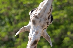 Rothschild's giraffe, Zoom Gelsenkirchen