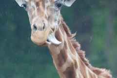 Reticulated giraffe, Osnabrück Zoo