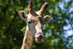 Giraffe, Dortmund Tierpark