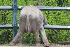 African bush elefant, Wuppertal Zoo