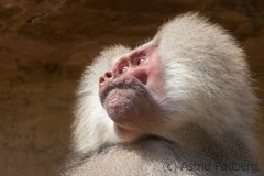 Hamadryas baboon, Köln Zoo