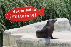 California sea lion, Wuppertal Zoo