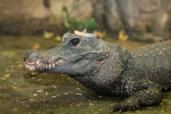 Dwarf crocodile, Wuppertal Zoo