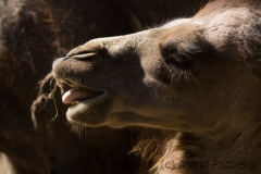 Bactrian camel, Dortmund Tierpark