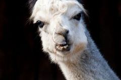 Alpaca, Krefeld Zoo