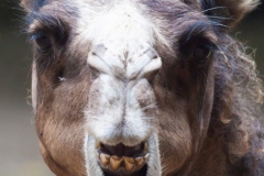 Bactrian camel, Osnabrück Zoo