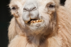 Bactrian camel, Zoom Gelsenkirchen