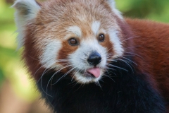 Red panda, Zoom Gelsenkirchen