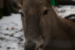 Milu, Wuppertal Zoo