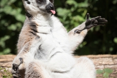 Lemur catta, Pairi Daisa (B)