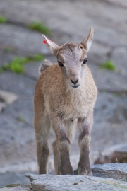 Alpine ibex; Capra ibex, Bern Zoo