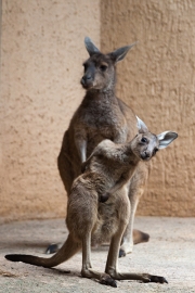 Western grey kangaroo, Basel Zoo