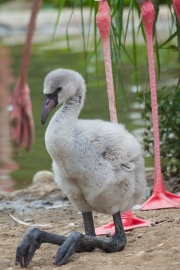 Greater flamingo, Basel Zoo