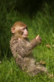 Barbary macaque, Zoo Rheine