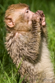 Barbary macaque, Zoo Rheine