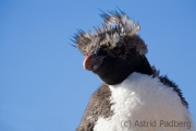 018_isla_pinguino_1657_web