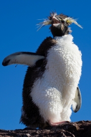 Isla Pinguino