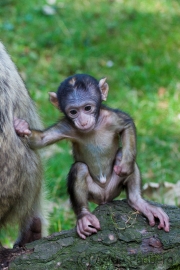 Barbary macaque, Zoo Rheine